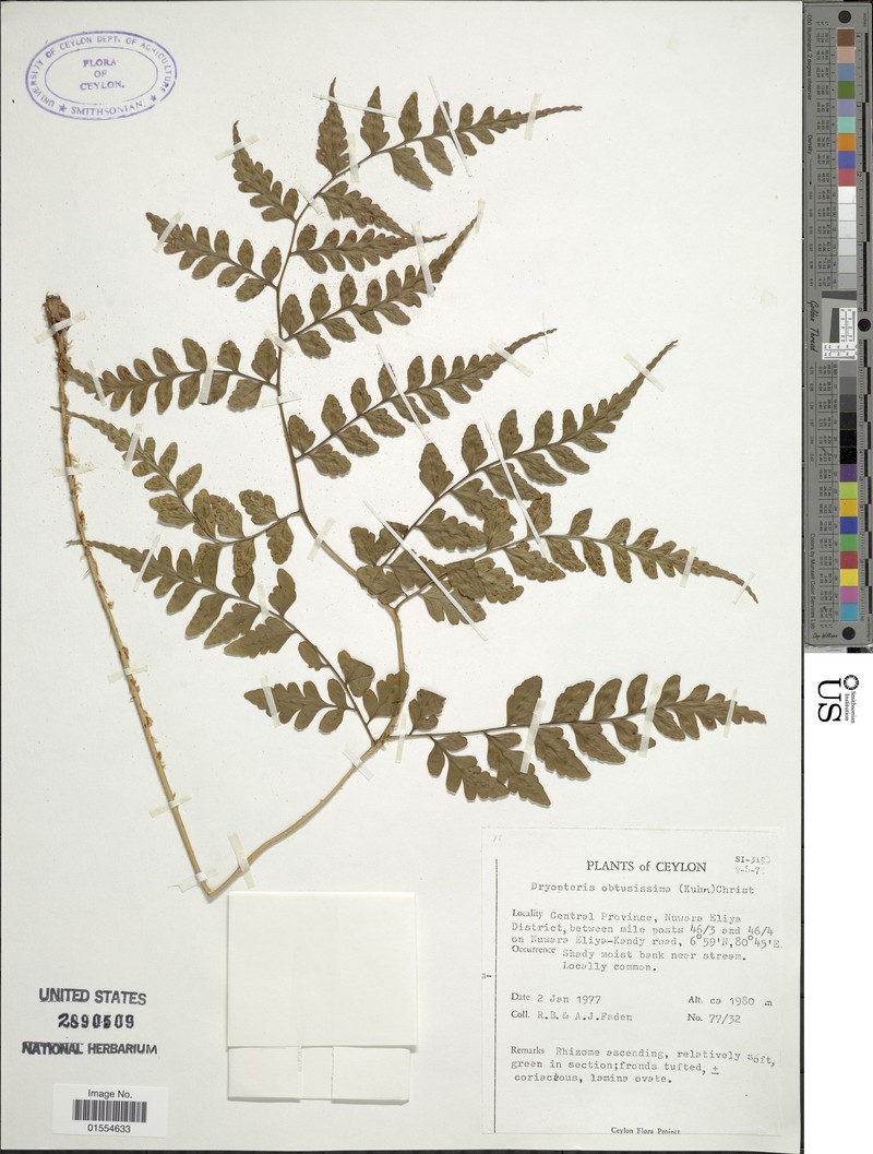 Dryopteris macrochlamys photo 2