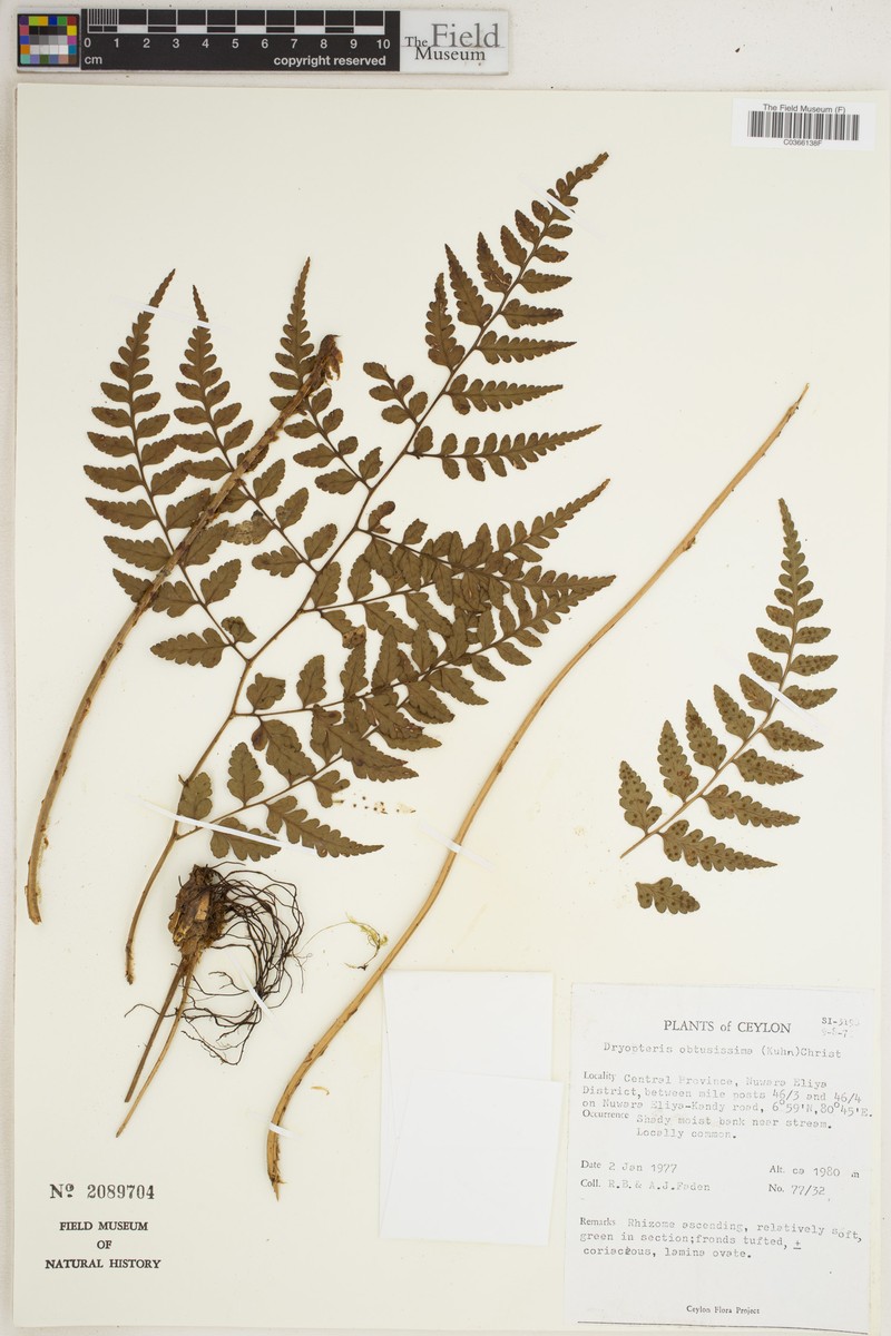 Dryopteris macrochlamys photo 3