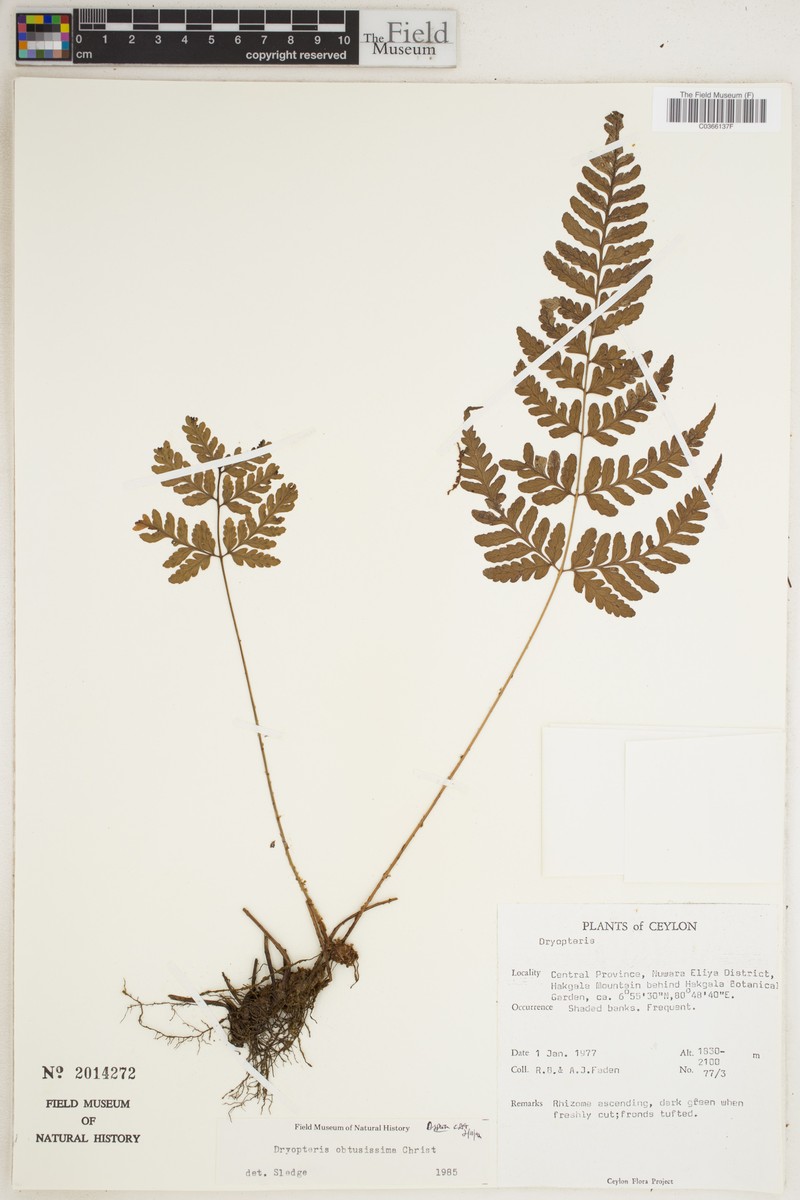 Dryopteris macrochlamys photo 4