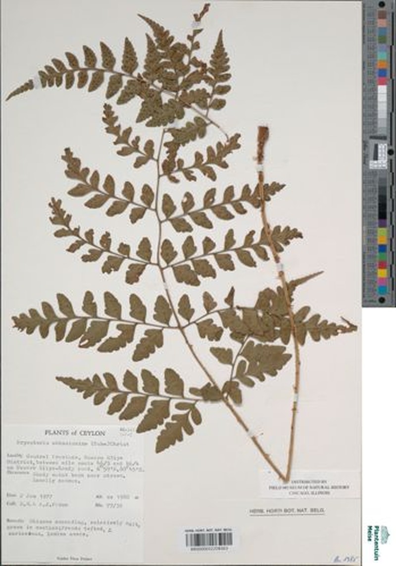 Dryopteris macrochlamys photo 5