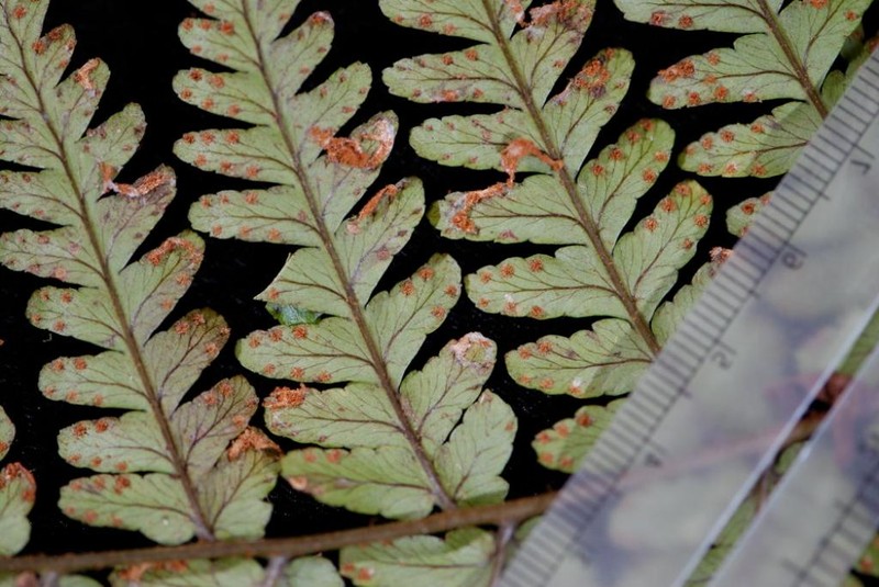 Dryopteris macrolepidota
