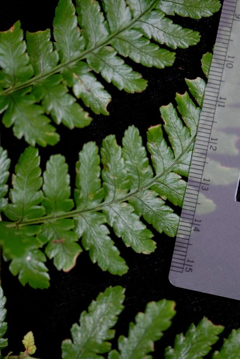 Dryopteris macrolepidota photo 2