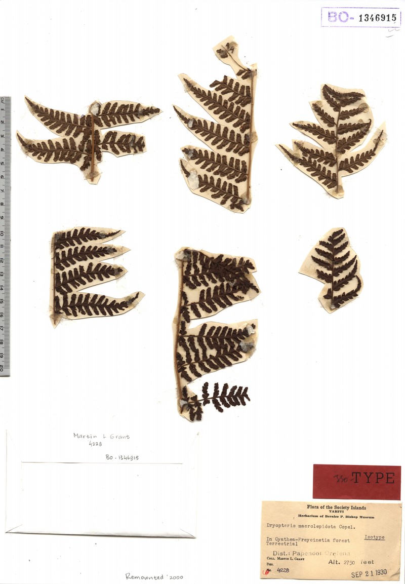 Dryopteris macrolepidota photo 3
