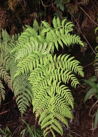 Dryopteris macropholis