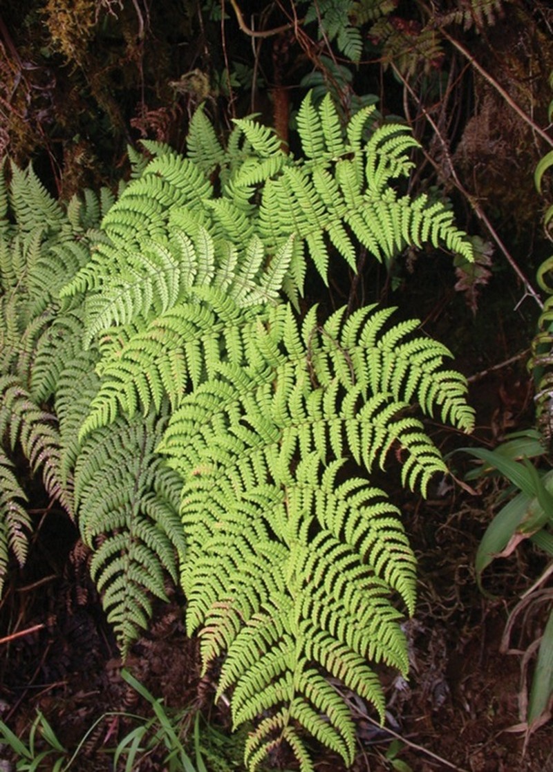 Dryopteris macropholis