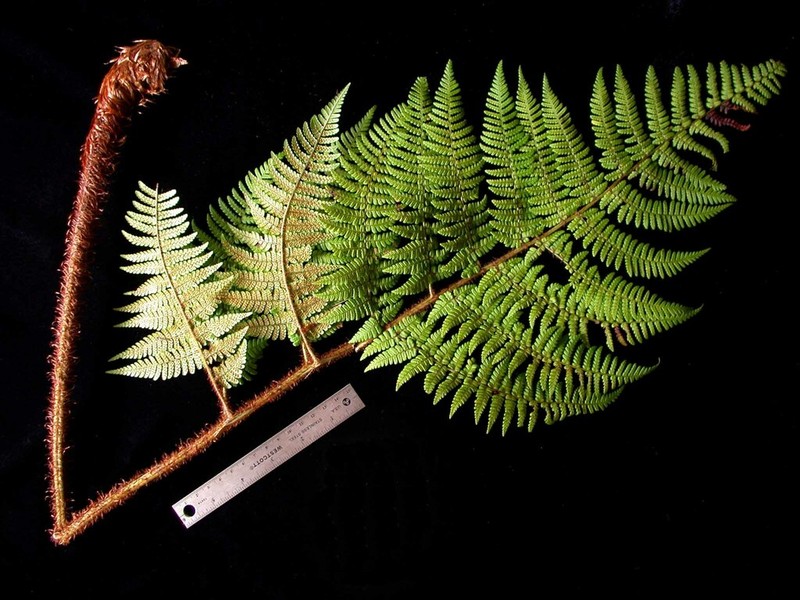 Dryopteris macropholis photo 2