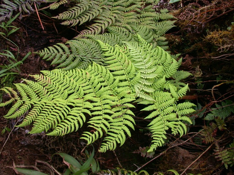 Dryopteris macropholis photo 3
