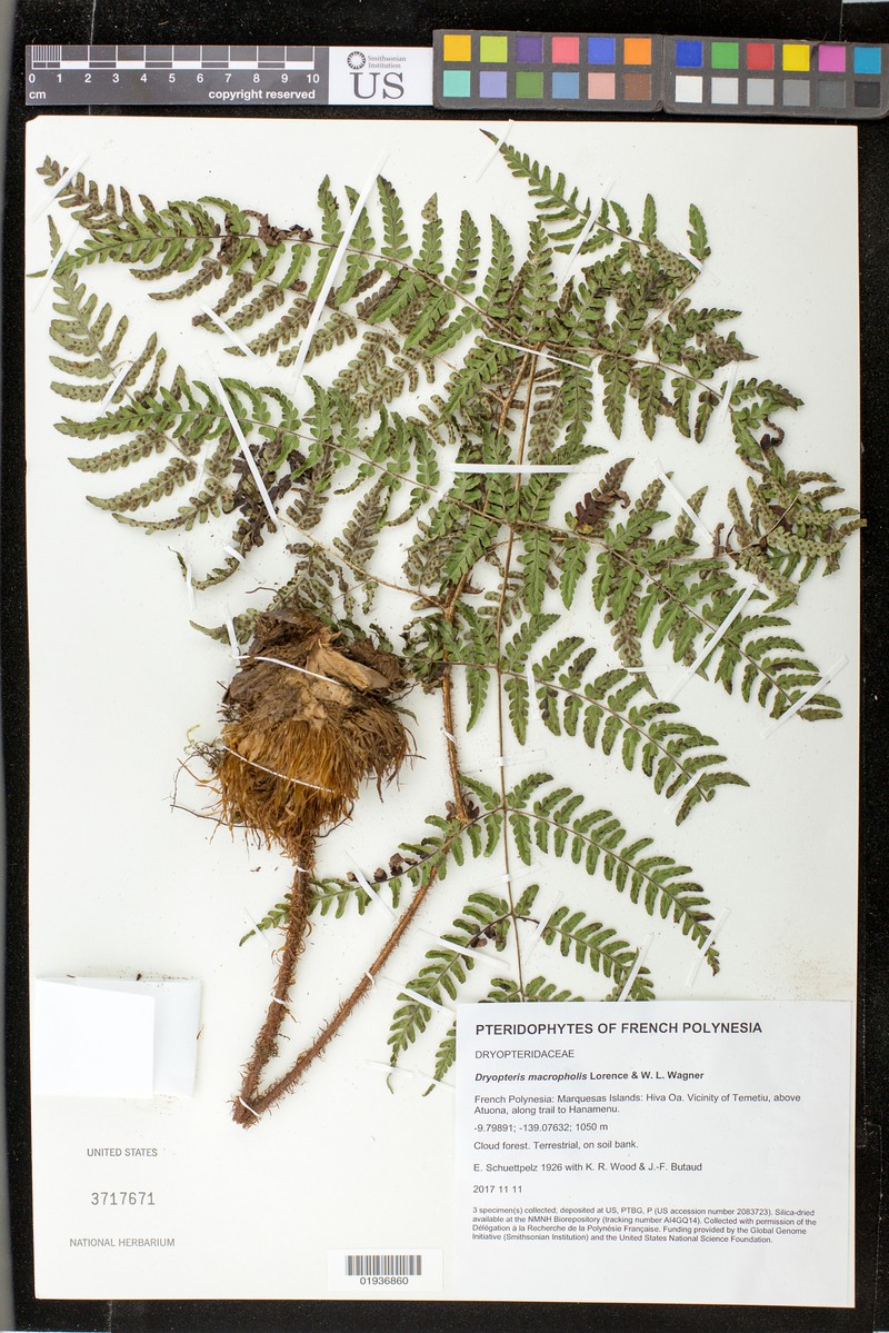 Dryopteris macropholis photo 4