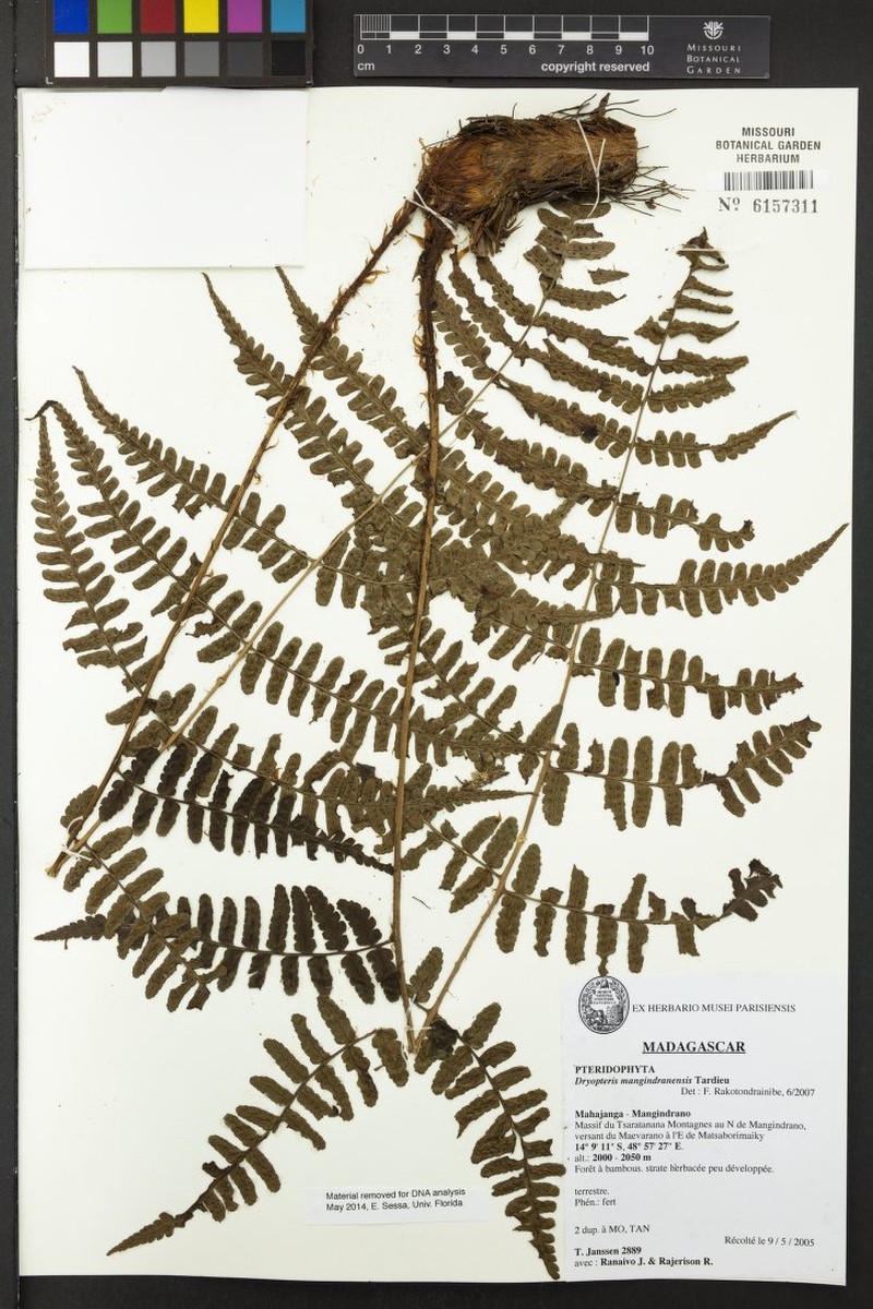 Dryopteris mangindranensis