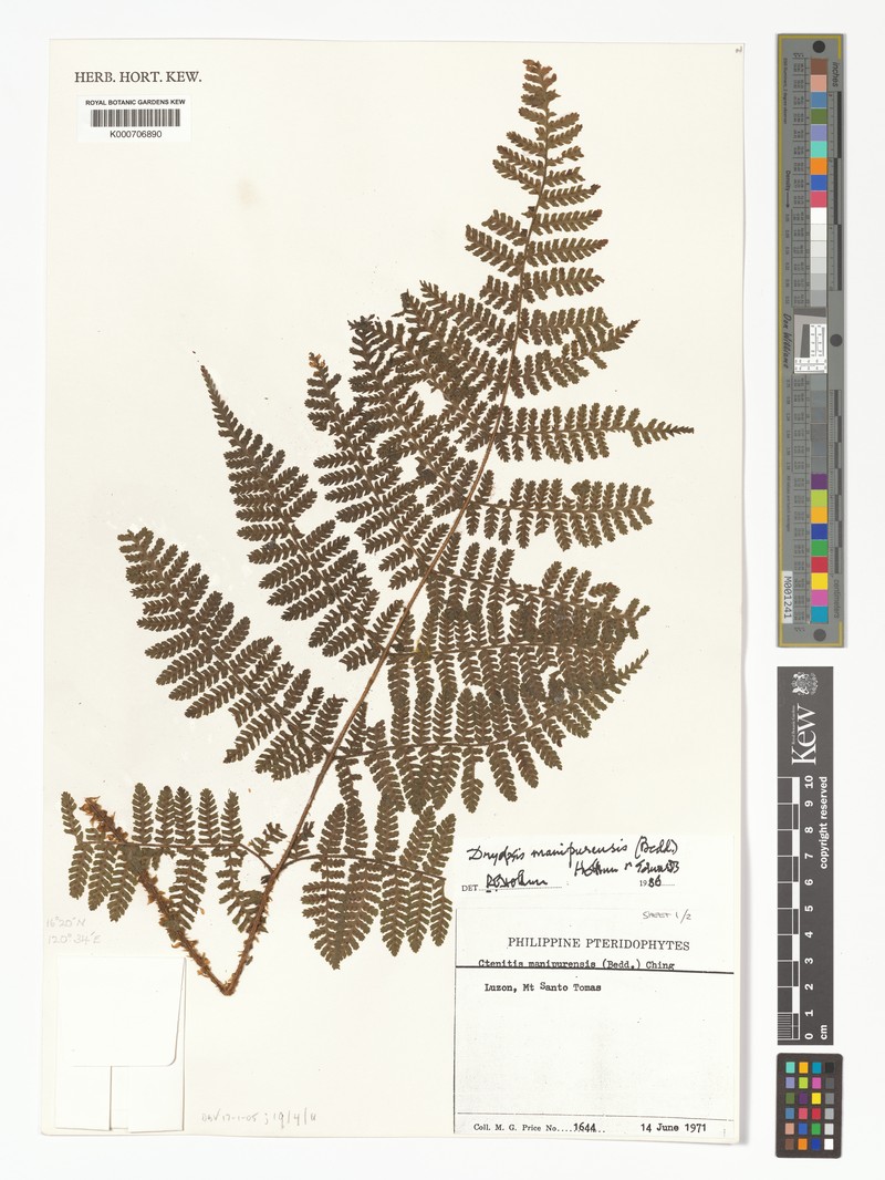 Dryopteris manipurensis
