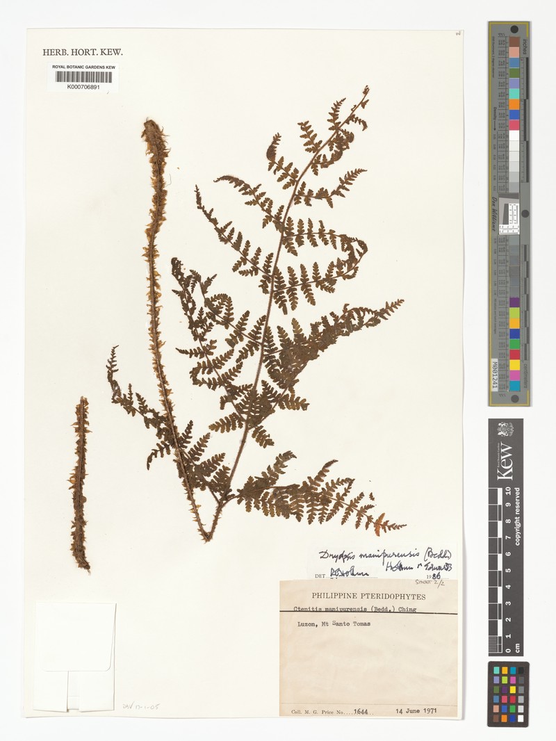 Dryopteris manipurensis photo 2