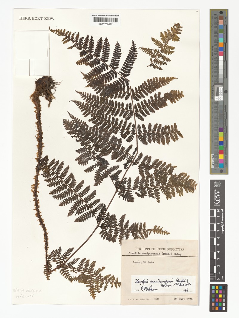 Dryopteris manipurensis photo 3