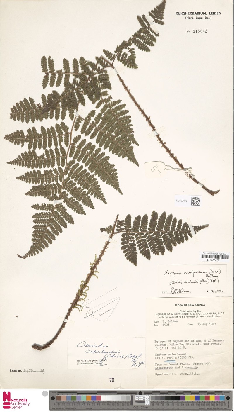 Dryopteris manipurensis photo 4