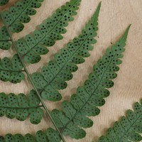 Dryopteris manniana