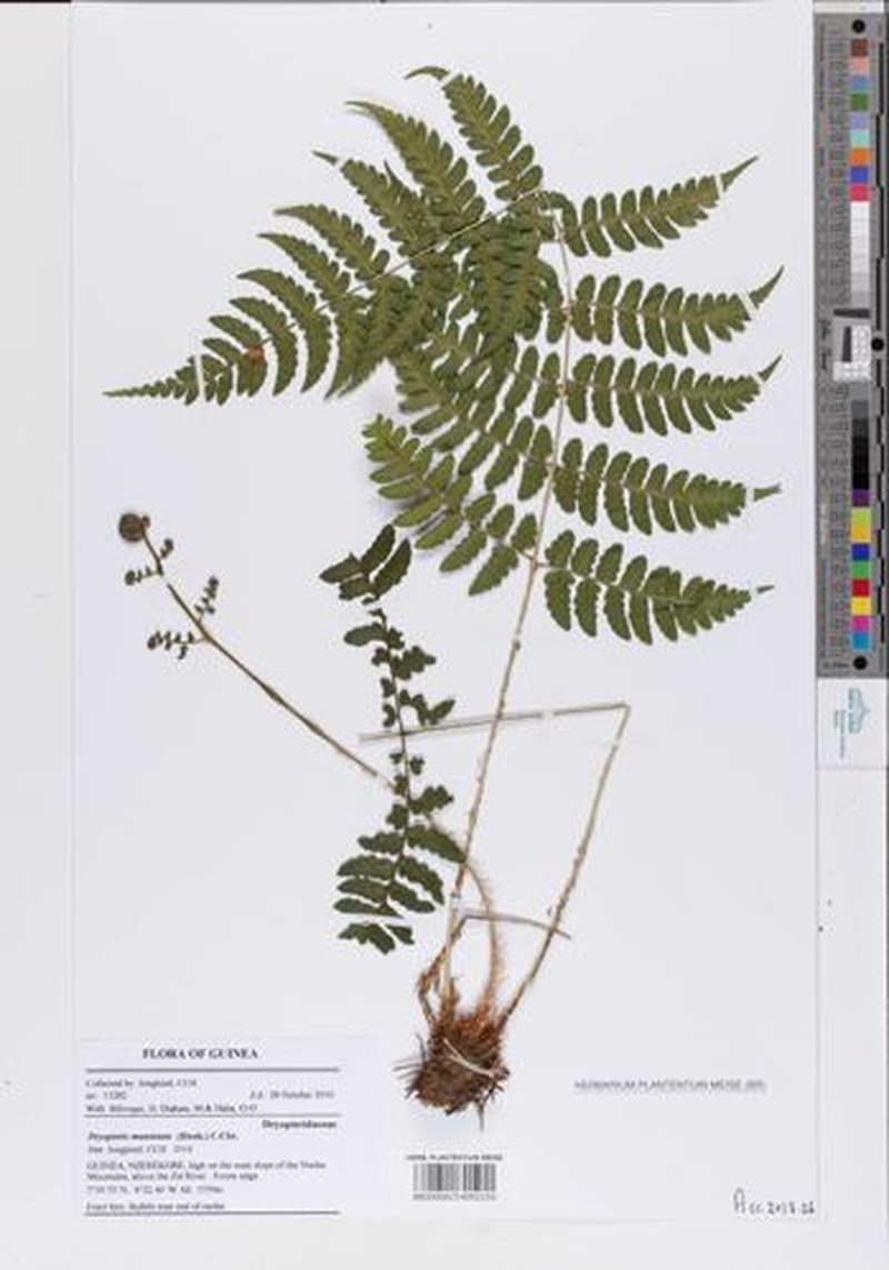 Dryopteris manniana photo 2