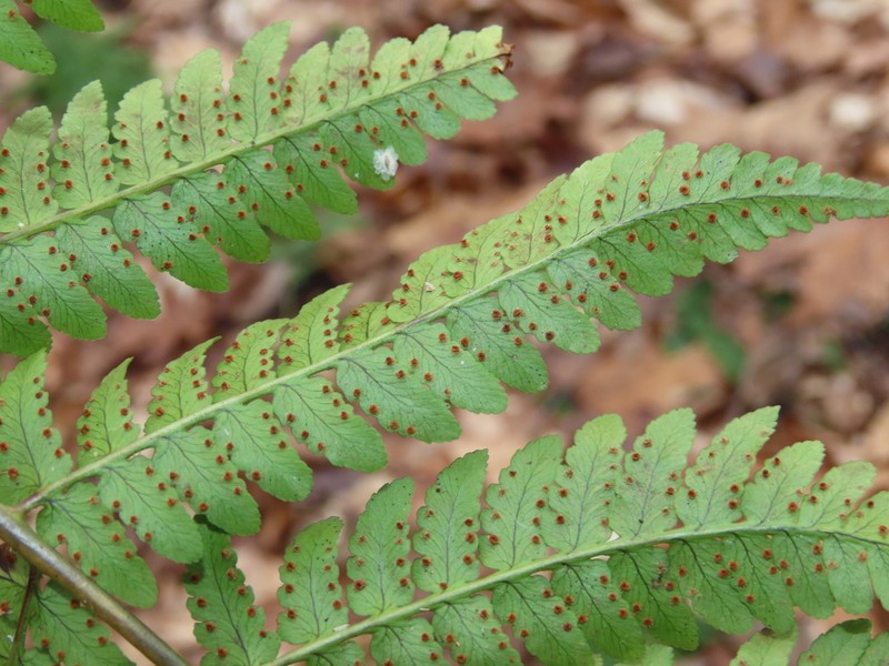 Marginal Woodfern photo 2