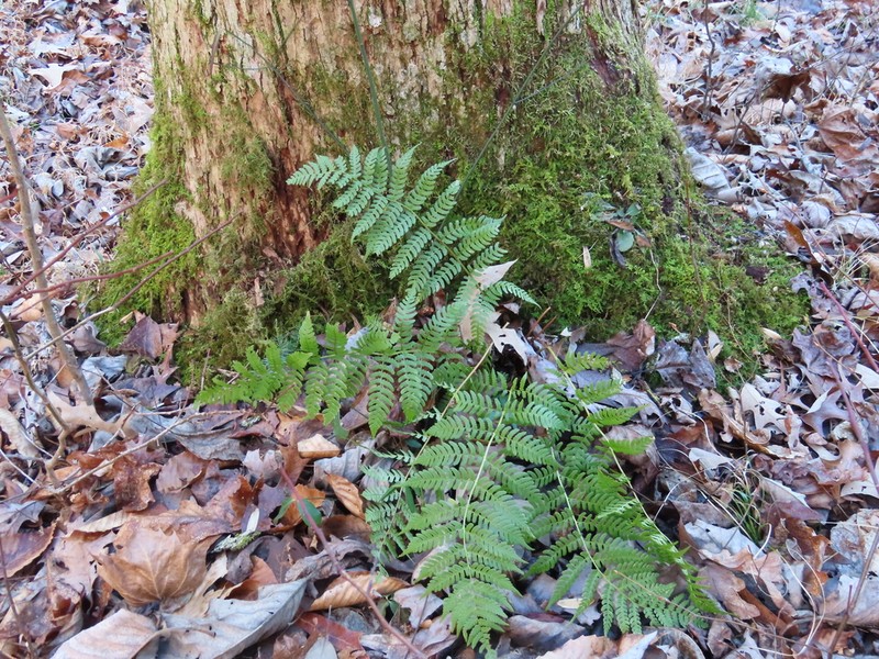 Marginal Woodfern photo 3