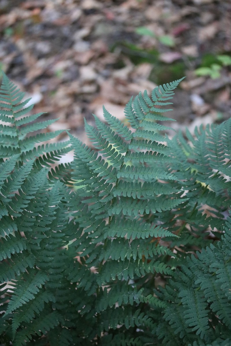 Marginal Woodfern photo 4
