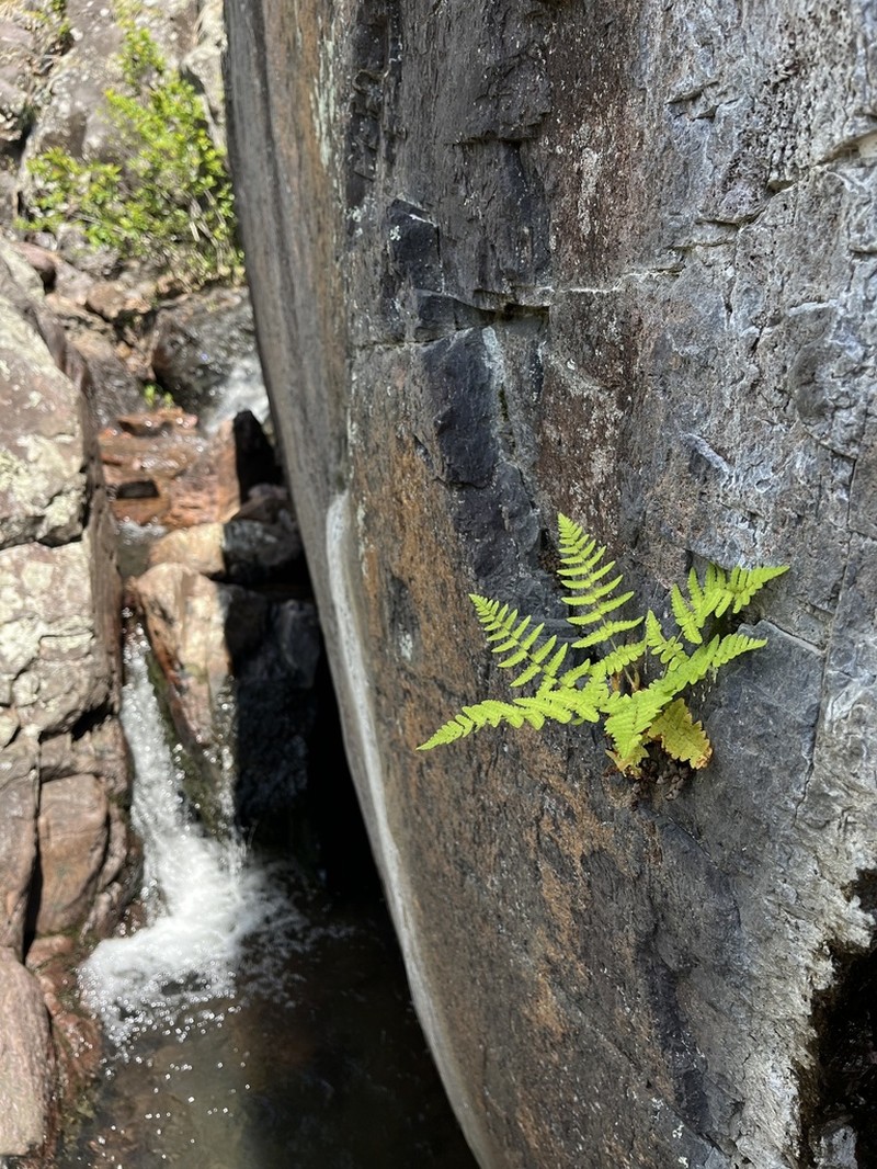 Marginal Woodfern photo 5