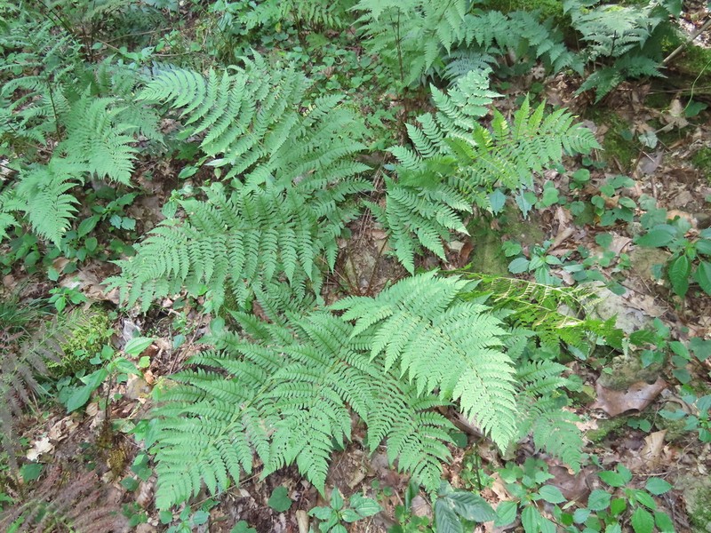 Marginal Woodfern photo 6