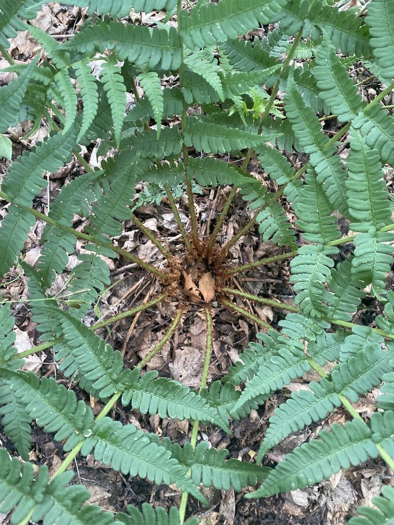 Marginal Woodfern photo 7