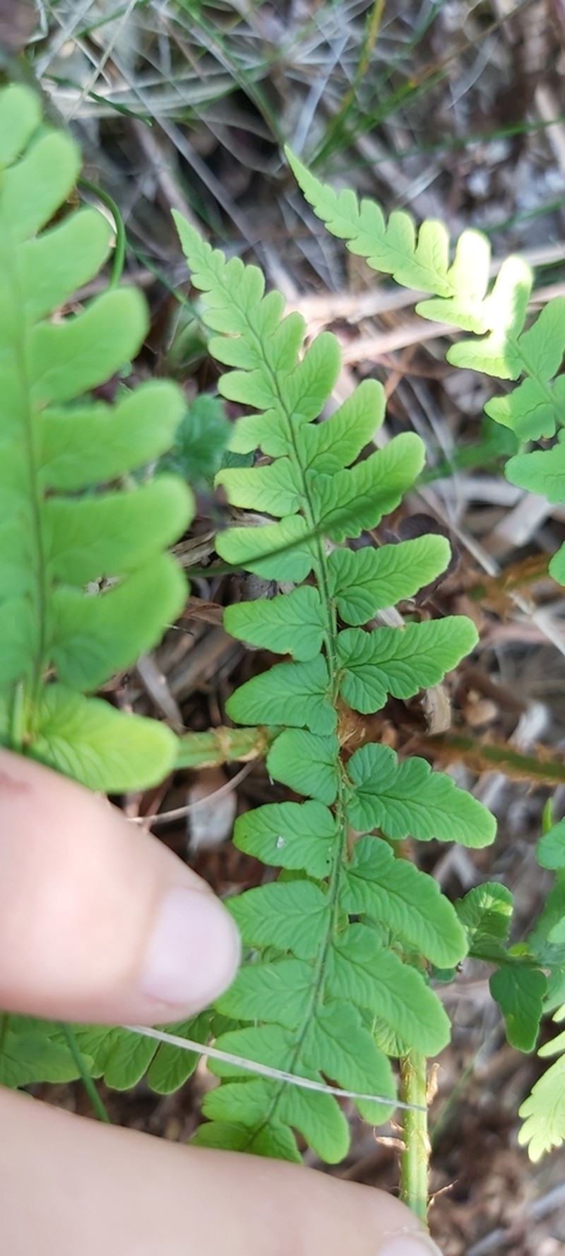 Marginal Woodfern photo 8