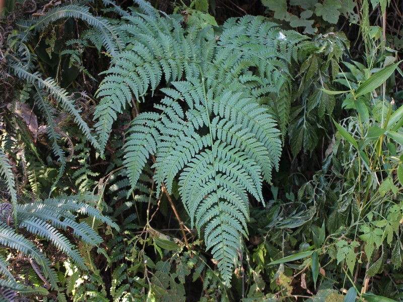 Dryopteris marginata