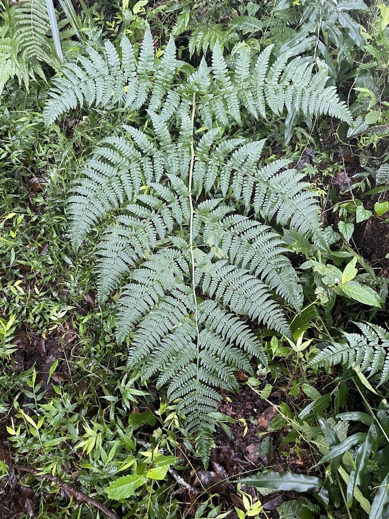 Dryopteris marginata photo 2