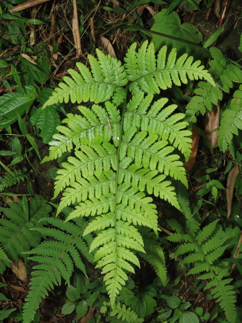 Dryopteris marginata photo 3