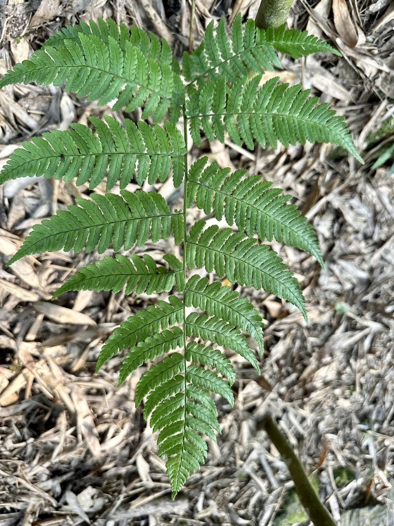 Dryopteris marginata photo 4