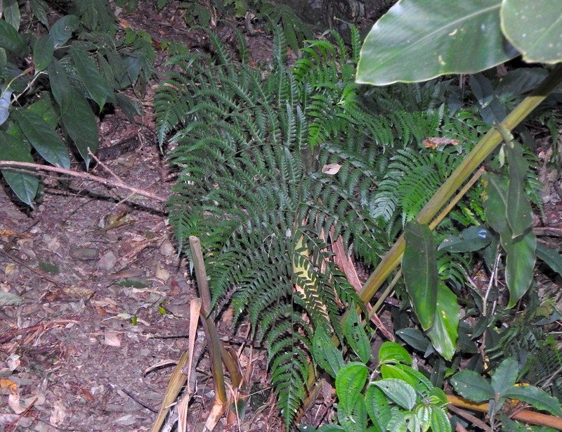 Dryopteris marginata photo 5