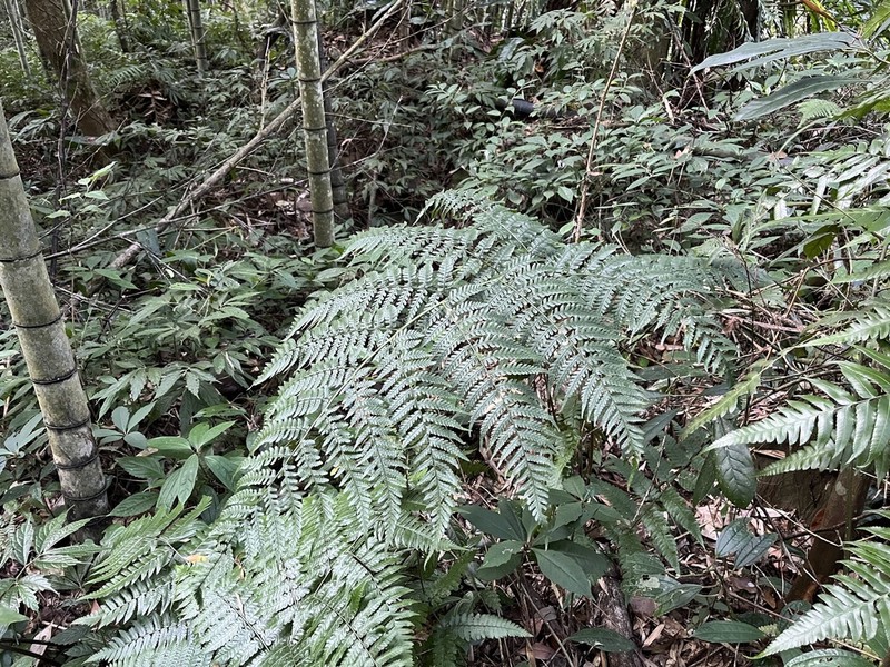 Dryopteris marginata photo 6