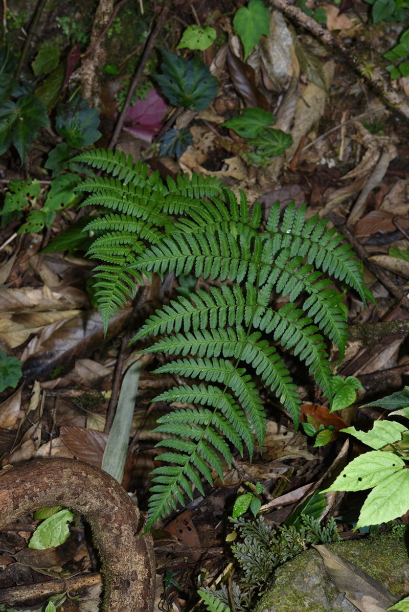 Dryopteris marginata photo 7