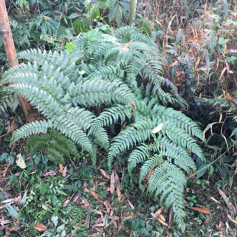 Dryopteris marginata photo 8