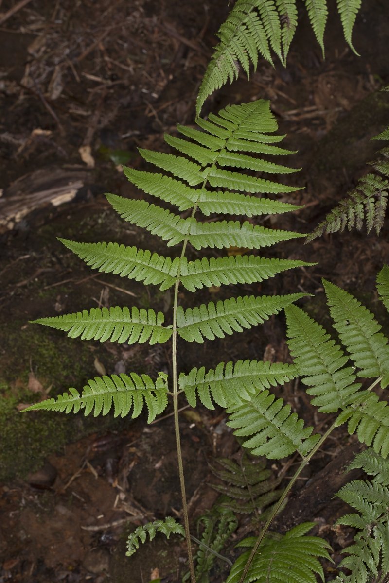 Maui Woodfern