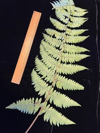 Maui Woodfern