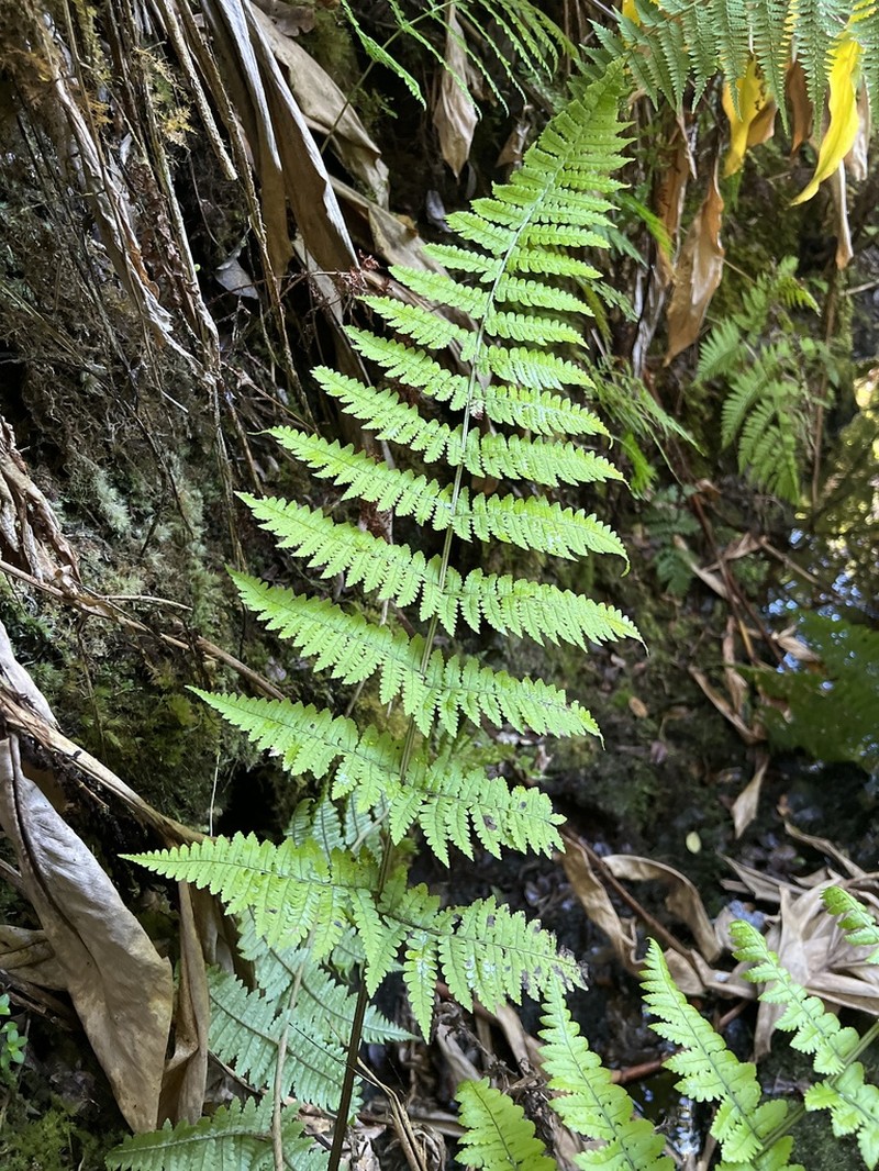 Maui Woodfern photo 2