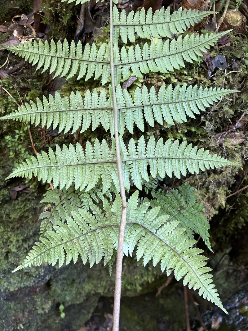 Maui Woodfern photo 3