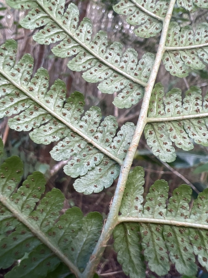 Maui Woodfern photo 4