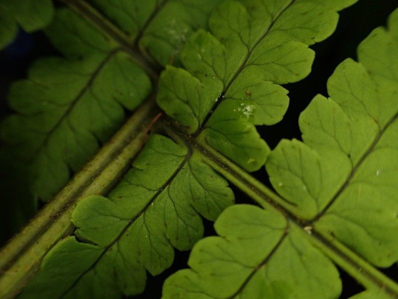 Maui Woodfern photo 5