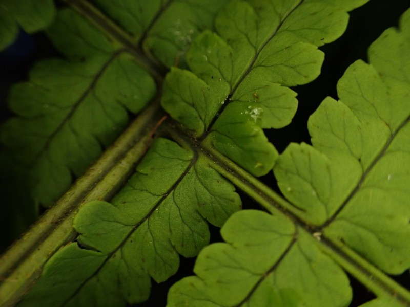 Maui Woodfern photo 6