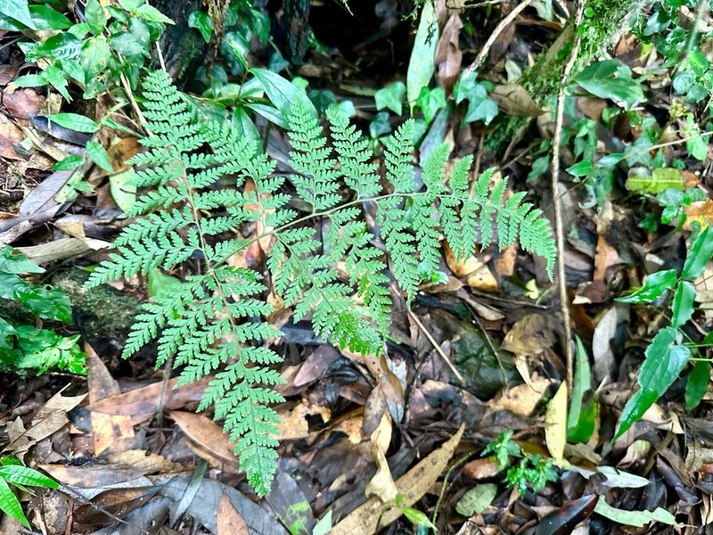 Dryopteris maximowicziana