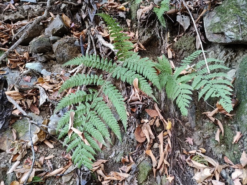 Dryopteris maximowicziana photo 2