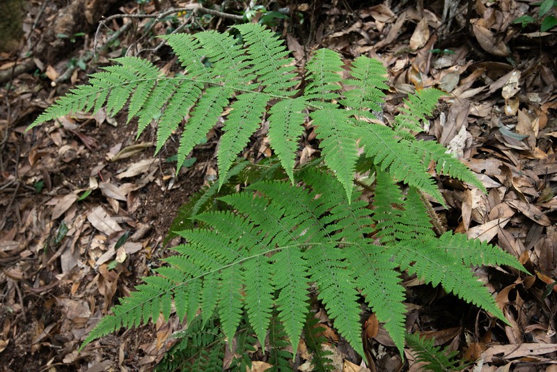 Dryopteris maximowicziana photo 3