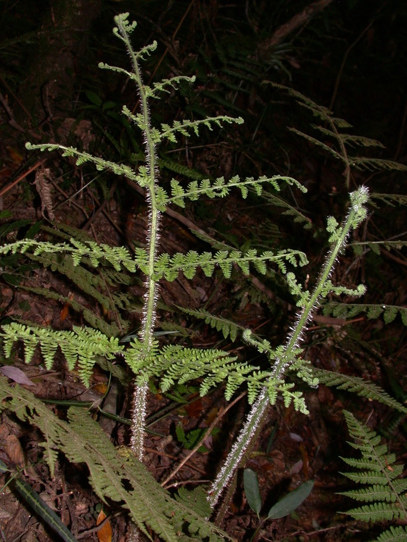 Dryopteris maximowicziana photo 4