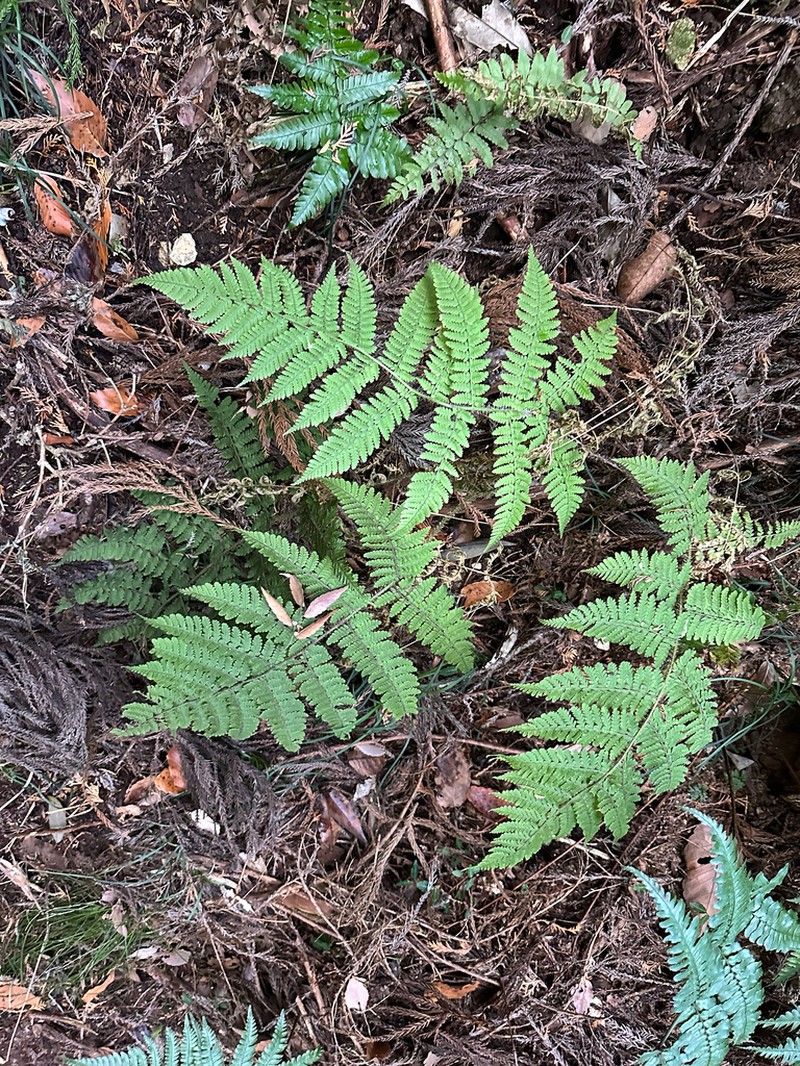 Dryopteris maximowicziana photo 5