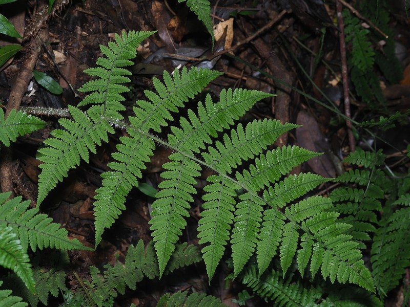 Dryopteris maximowicziana photo 6