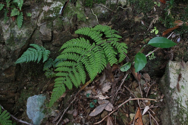 Dryopteris maximowicziana photo 7