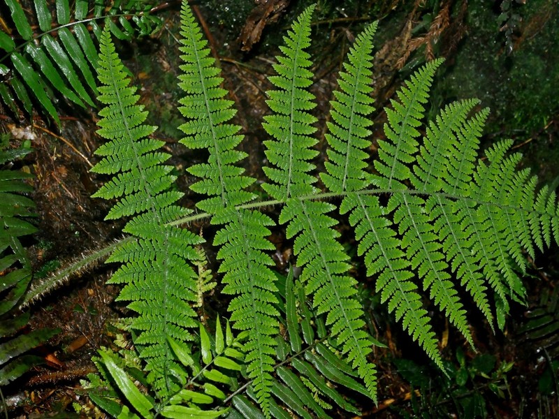 Dryopteris maximowicziana photo 8
