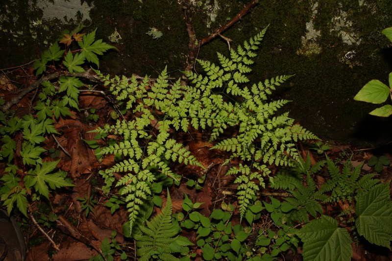 Dryopteris maximowiczii photo 2
